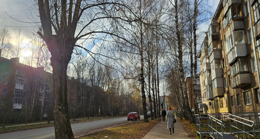 В Сыктывкаре потребовали от собственников зданий убрать опасные деревья